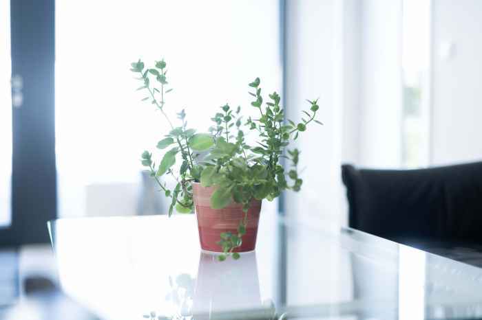 fiduzia_pflanze_w700_h0_q40_jpg